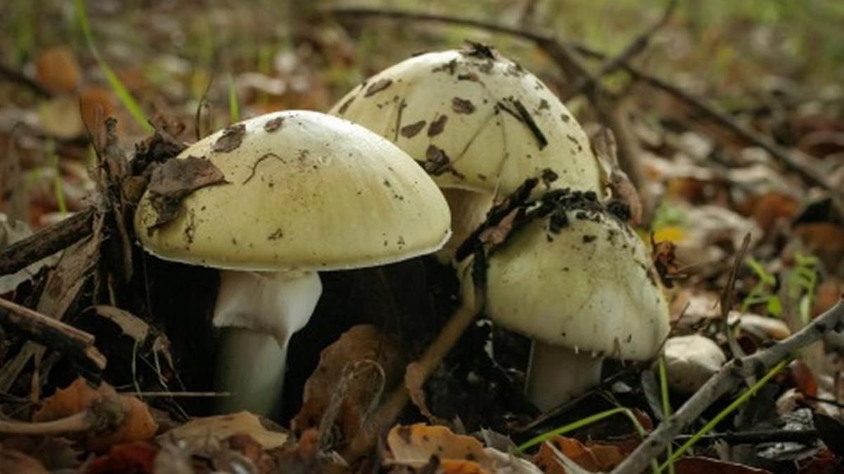 This wild mushroom, Amanita phalloides or “death cap” is poisonous.