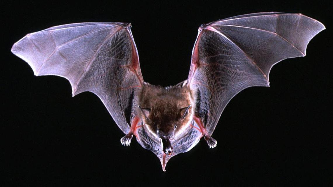 A file photo shows a brown bat flying with a beetle in its mouth. The most common species of bat in the United States, the brown can be rabid but has rarely been linked with human cases of rabies.