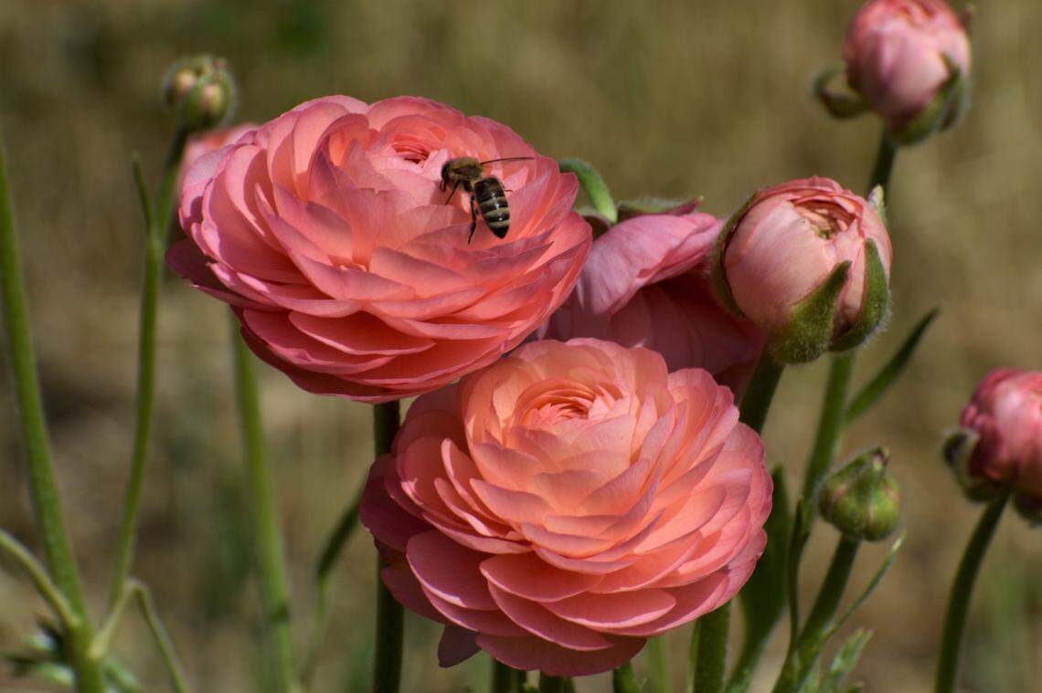 Bees buzzed around ranunculus flowers at Liset Garcia’s Sweet Girl Farms in Reedley on April 17, 2023. Garcia sells flowers, fruits and vegetables from her family’s Central Valley farm.