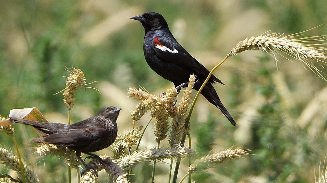 
A pair of state-listed endangered tricolored blackbirds — female at left, male, right — forage for food in Tipton dairy farmer Frank Mendonsa's wheat field, Wednesday morning. The birds are part of a double colony of 15,000 nesting in his field, which he has postponed harvesting.
