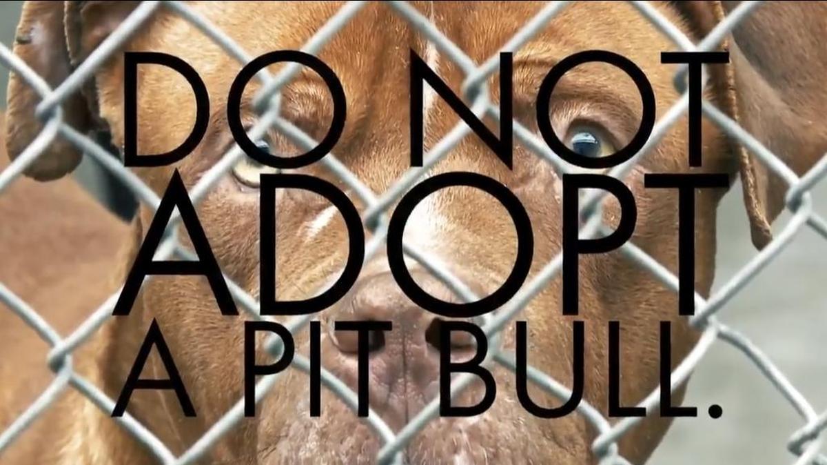 A video about banning pit bull adoptions has circulated on the internet, causing outrage from those thinking the ad will air during the Super Bowl. The creator of the video, a lawyer who specializes in dog biting laws confirmed the ad will not be broadcast during the Super Bowl.