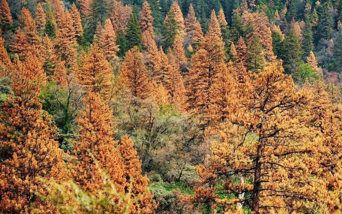 California’s biggest wildfire danger lies east of Fresno, thanks to millions of dead trees