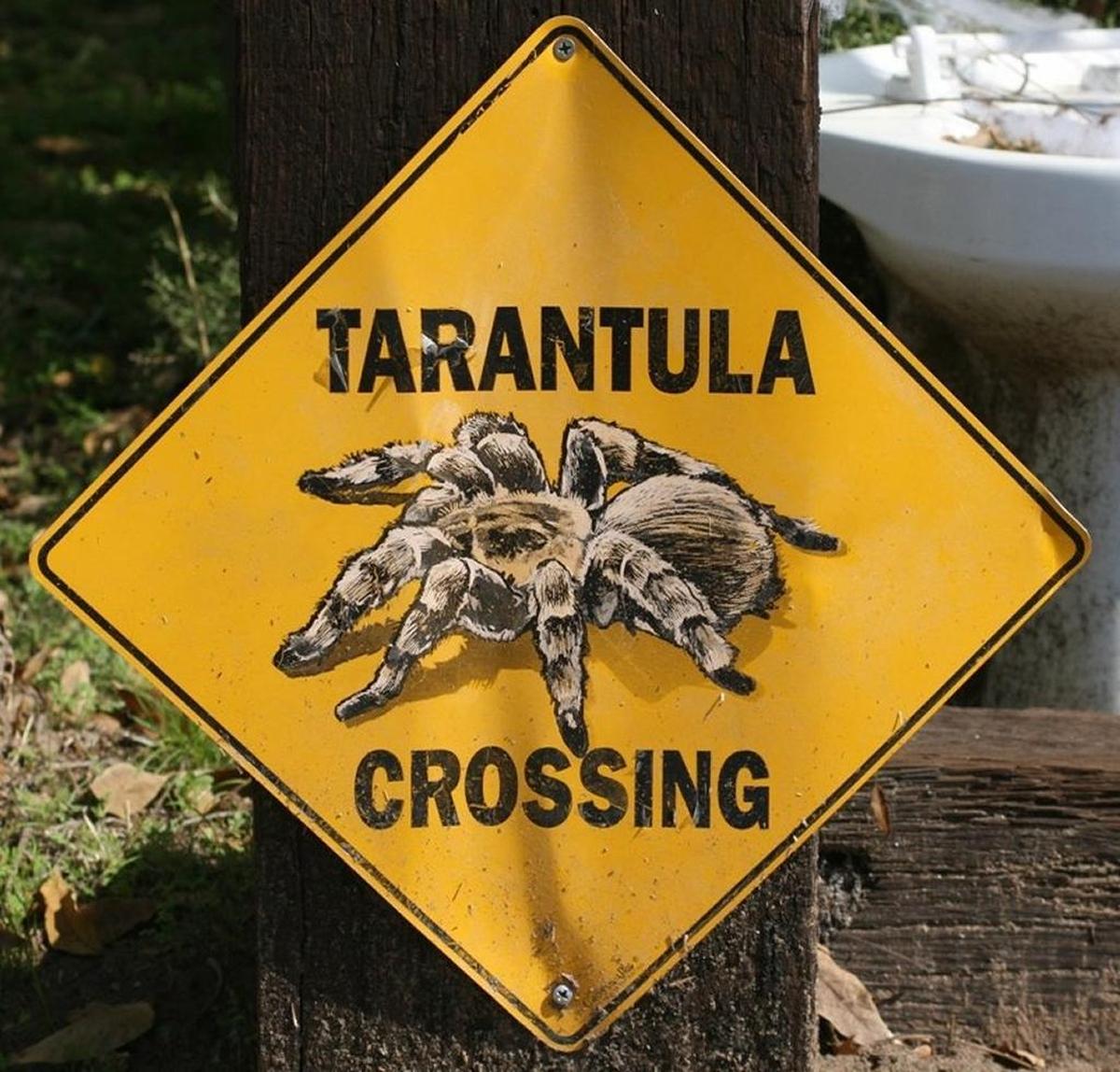 Tarantulas are out looking for love, and hikers in Southern California’s Santa Monica Mountains are warned to watch out for the hairy spiders. Tarantula mating season has begun, and it will last through the end of October, the National Park Service said Thursday, Sept. 1, 2016.