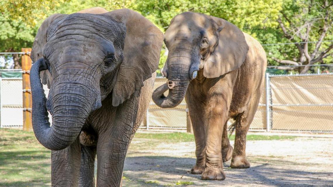 
The newest addition to the Fresno Chaffee Zoo’s planned African Adventure savannah-style exhibit are a mother and daughter pair of African elephants, Amy, 27, and Miss Betts, 7. The pair comes from Riddle’s Elephant and Wildlife Sanctuary in Arkansas. The zoo said the elephants will help to ensure the survival of African elephants by establishing a breeding herd.
