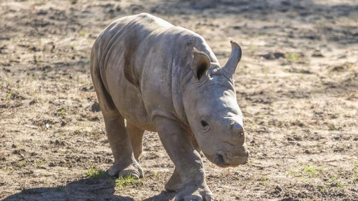 The baby white rhino at the Fresno Chaffee Zoo is in need of a name, and you can help.