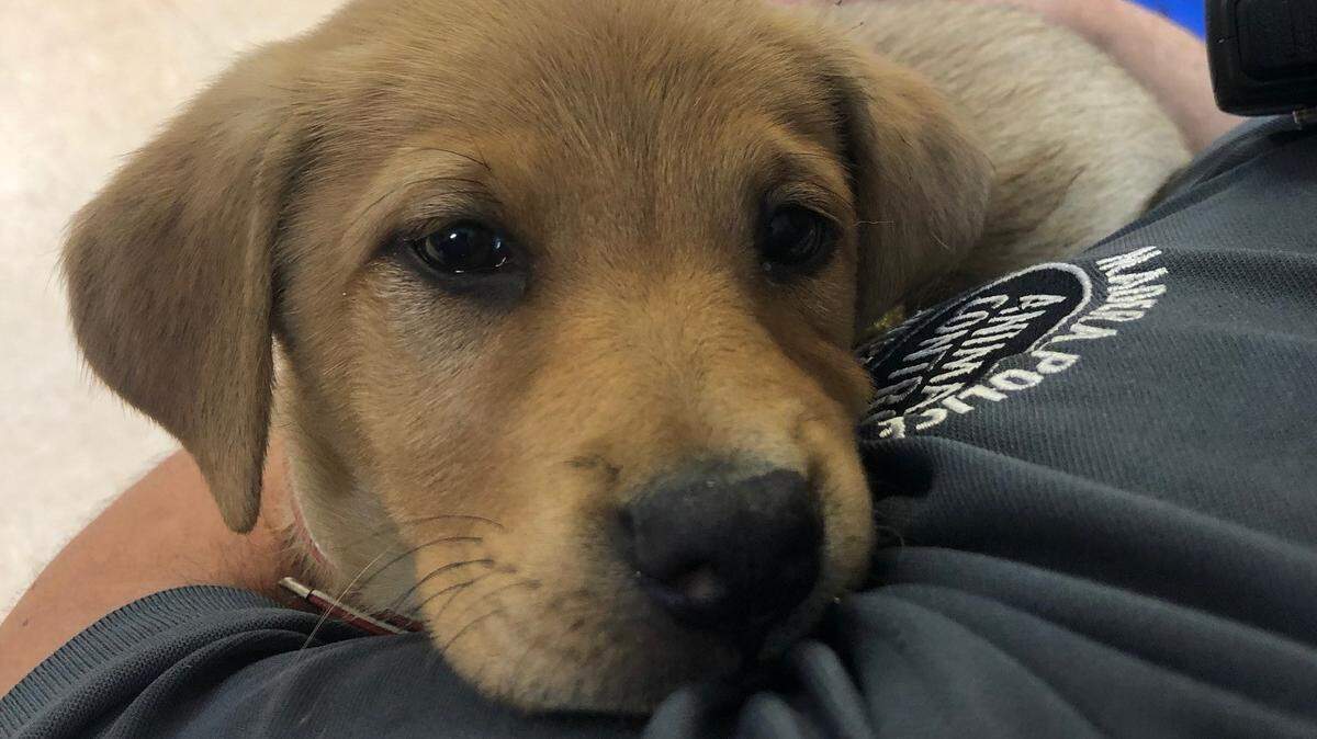 A day after their dog was klled, Madera Police Department surprised the family with a new puppy.