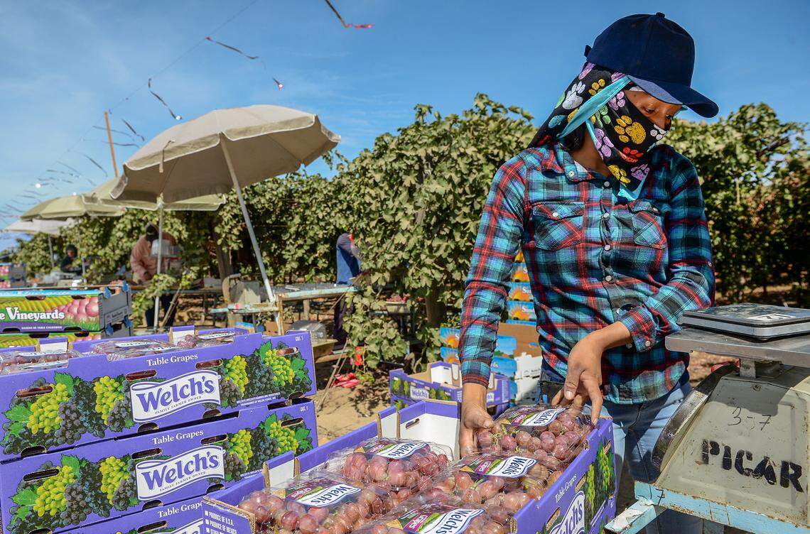 “No queremos una ley que nos dé máscaras, queremos una ley que nos dé derechos”, dijo un trabajador agrícola (foto de archivo de Bee).