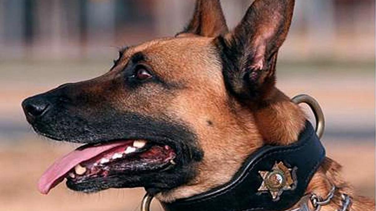 Max, the Kings County Sheriff’s Office K-9 dog who retired in 2012, has died, the office announced Friday, May 6.