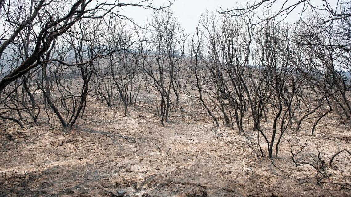 Land scorched by the Detwiler fire is seen along Mount Bullion Cutoff Road in Mariposa County, Calif., on Thursday, July 20, 2017.