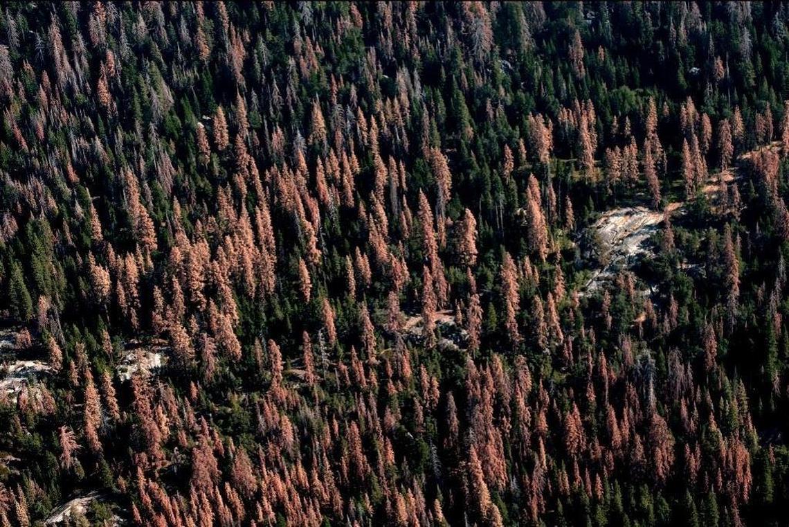Dead trees paint contrasting shades of brown and gray against green living trees in the Sequoia National Forest in this photo from August 2016. The gray trees are those that have been dead the longest and have lost their needles.