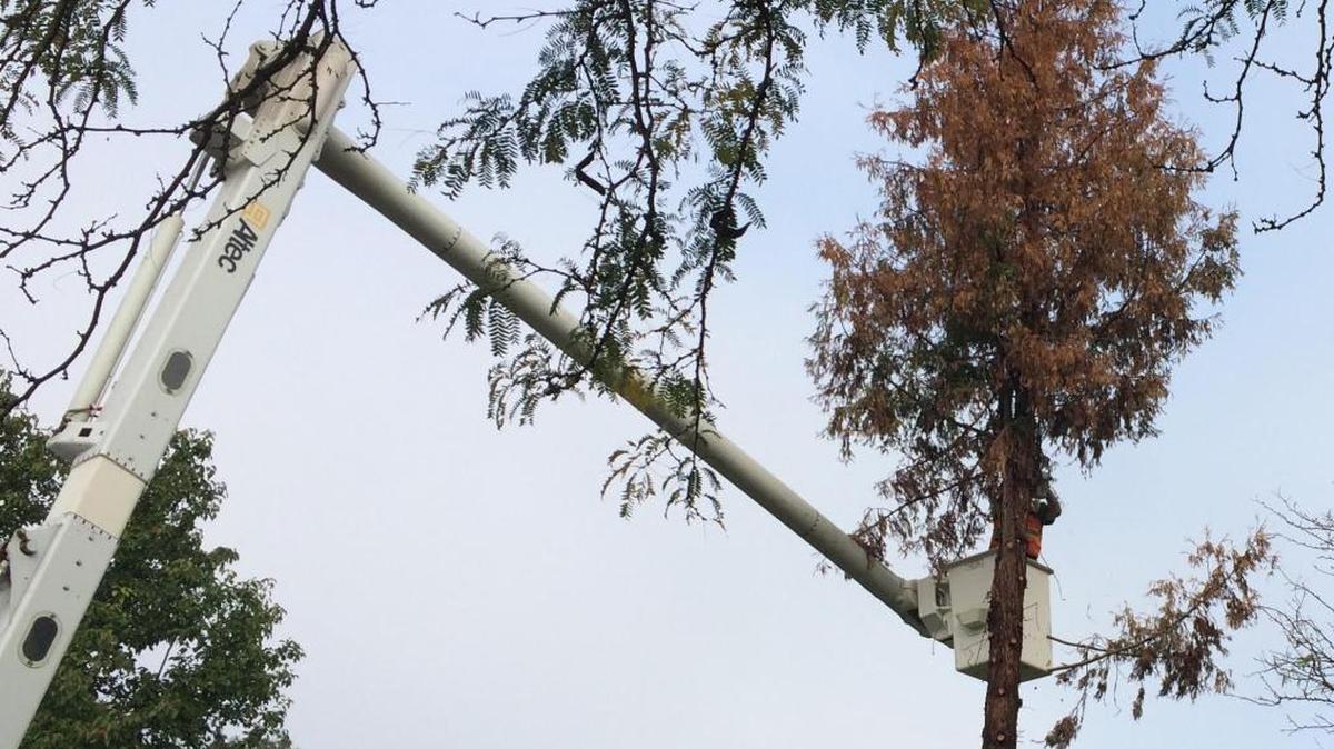 Utility worker Rick Amparan uses a chainsaw to cut down the Clovis Christmas tree at Clovis Civic Center on Wednesday, Nov. 4, 2015. A fungus was killing the redwood.