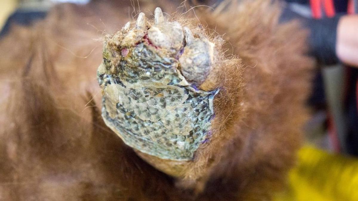 This close-up shows the tilapia skin bandage after 10 days.