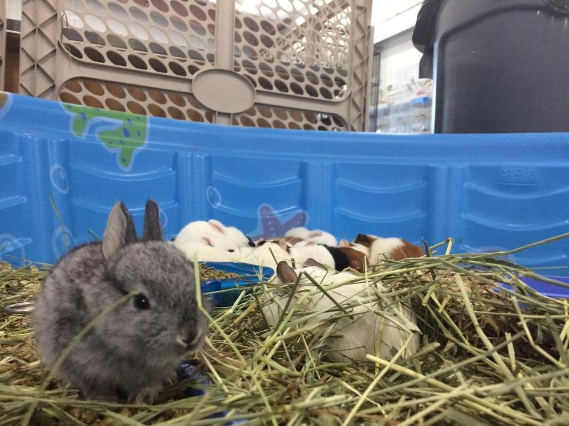 A gray baby rabbit, dubbed Thumper by Fresno Humane Animal Services guardians, rest in hay inside a makeshift kiddie pool homes.