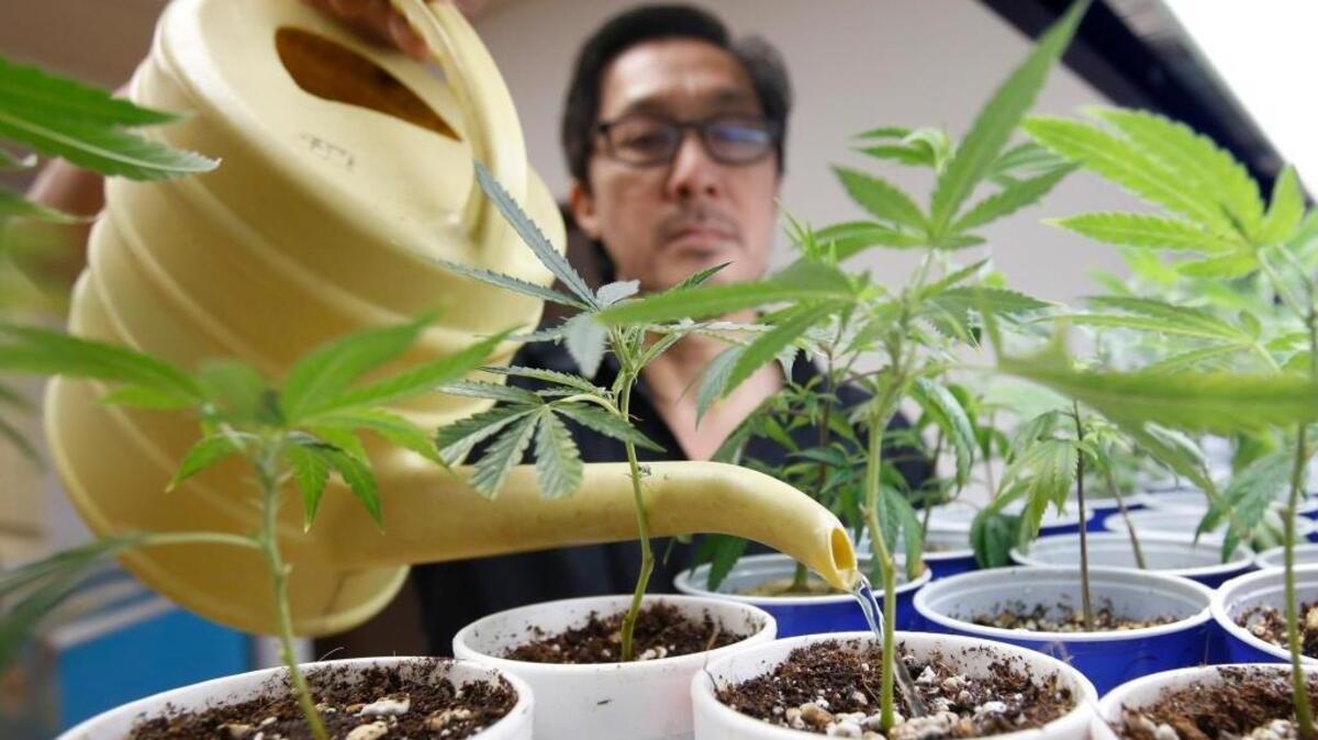 An ordinance in the works in Merced would prohibit the sale of cannabis, as well as cultivation, shipping or receiving of the drug, including for medical use. Above, an employee at a medical marijuana dispensary in Sacramento waters young plants.