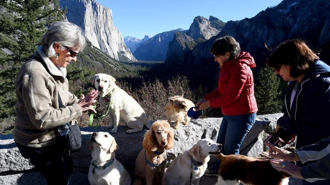 A group of friends and their dogs pose stop at tunnel view in Yosemite National Park on Nov. 30.