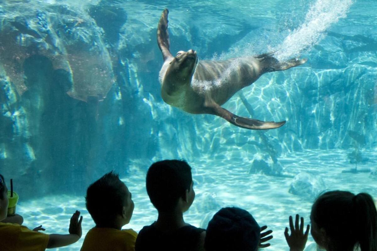 Visitors to Fresno Chaffee Zoo enjoy a little show at Sea Lion Cove.