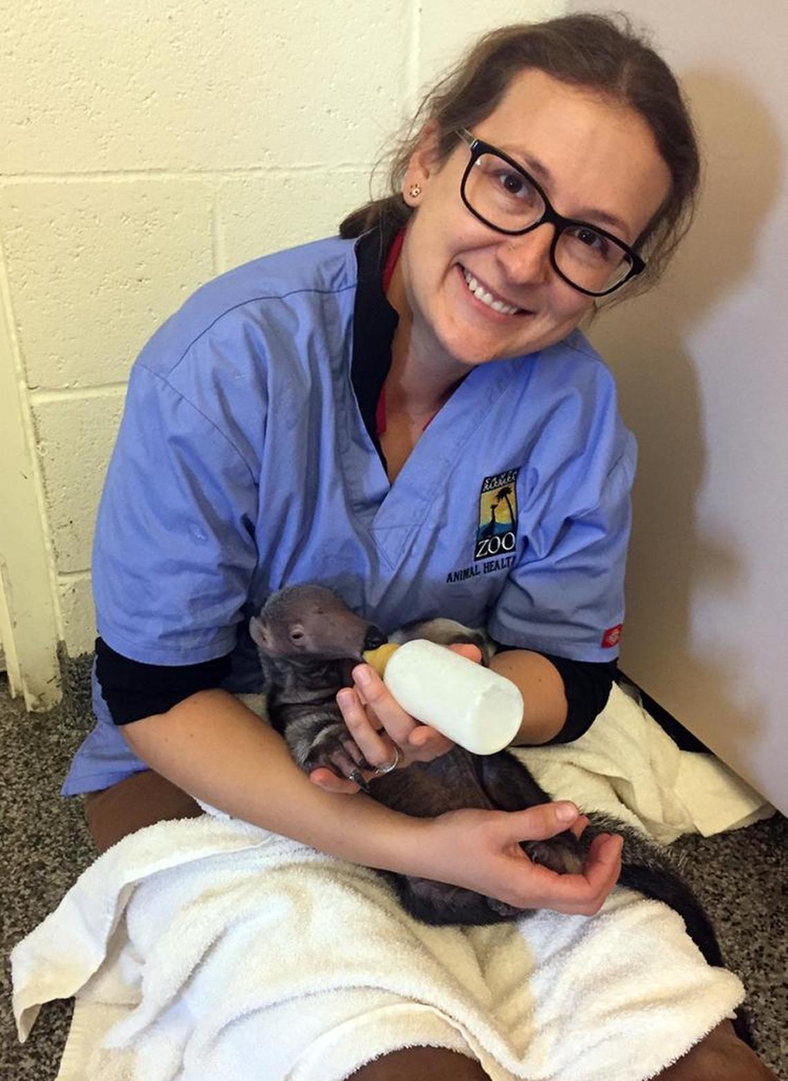 The smaller of two anteater pups was being hand-reared by keepers at Santa Barbara Zoo. The pup was recently relocated to Fresno’s Chaffee Zoo as a precaution against the Thomas Fire.