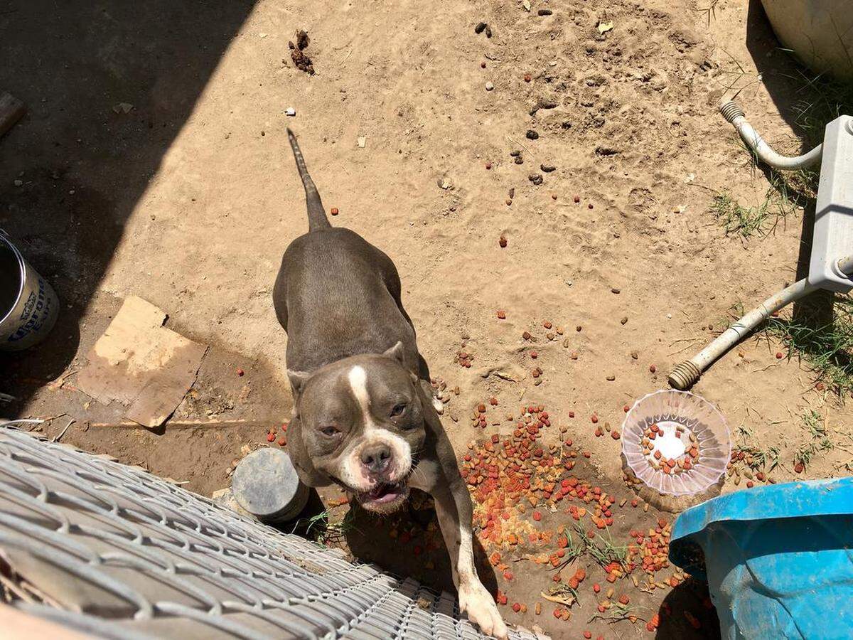 The family of Andinaye Godinez, 10, said this Fresno pit bull attacked Andinaye on Sunday, July 15, 2018.
