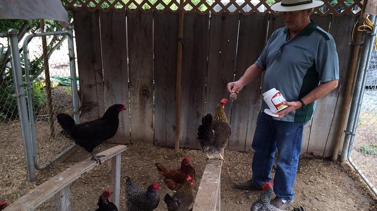
Paul Olsen feeds mealworms to chickens as a treat. He and his wife have several varieties of hens they keep at his landscaping business outside Visalia.
