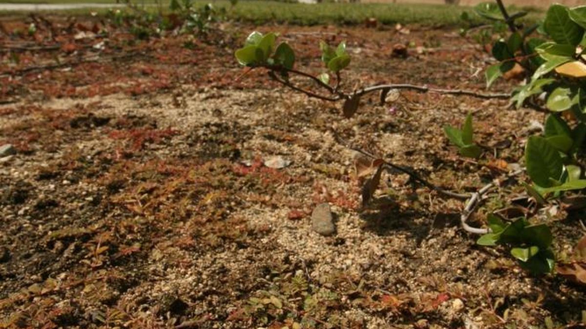 Clovis uses recycled water to irrigate landscaping on much of the city’s eastside, but the city will not get credit for it under new conservation standard imposed by the state because the water isn’t recharged for potable use.
