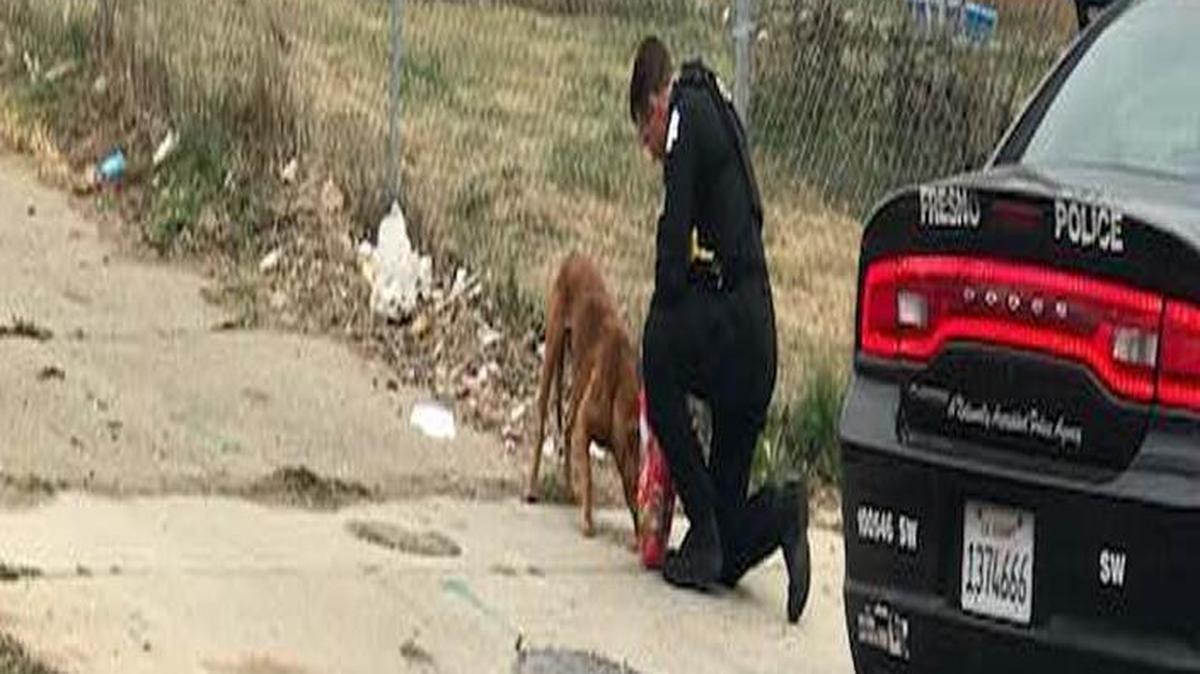 Fresno Police officer Sean Morris helped out a stray dog in southwest Fresno, giving dog food so the animal wouldn’t eat a dead squirrel that was on the road or pick through trash. The encounter occurred across from Edison-Bethune Charter Academy just as students were let out of school.