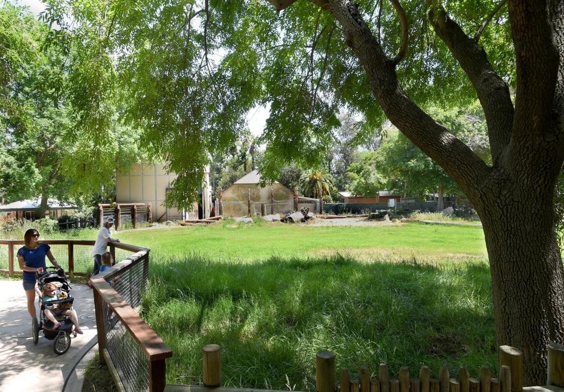This large grassland exhibit at the Fresno Chaffee Zoo, previously occupied by the giraffes, will be the new home to the tigers. It’s proposed to have an enclosed space with a bridge above the pedestrian walkway that will allow the big cats to go from one part to another. This is slated for construction in the next round of Measure Z projects.