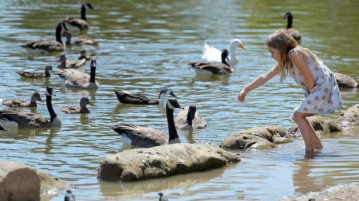 
Olivia Mast, 6, of Lincoln, plays with the geese and ducks in the lake at Woodward Park while visiting family in Fresno, California, on Aug. 3, 2015. The central San Joaquin Valley got a temporary break from the heat but temperatures are expected to rise again later this week.
