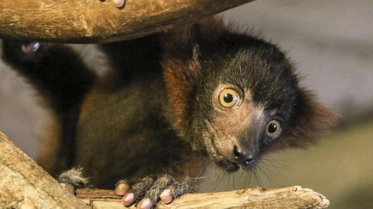 One of the two red-ruffed lemurs born in May at Fresno Chaffee Zoo.