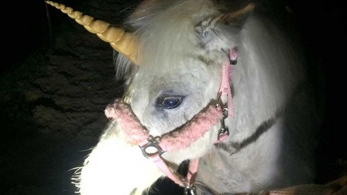 Juliet the pony, who dresses up as a unicorn for photo shoots and events, after she was rounded following a trot-about in Madera Ranchos on Wednesday, Feb. 26, 2016.
