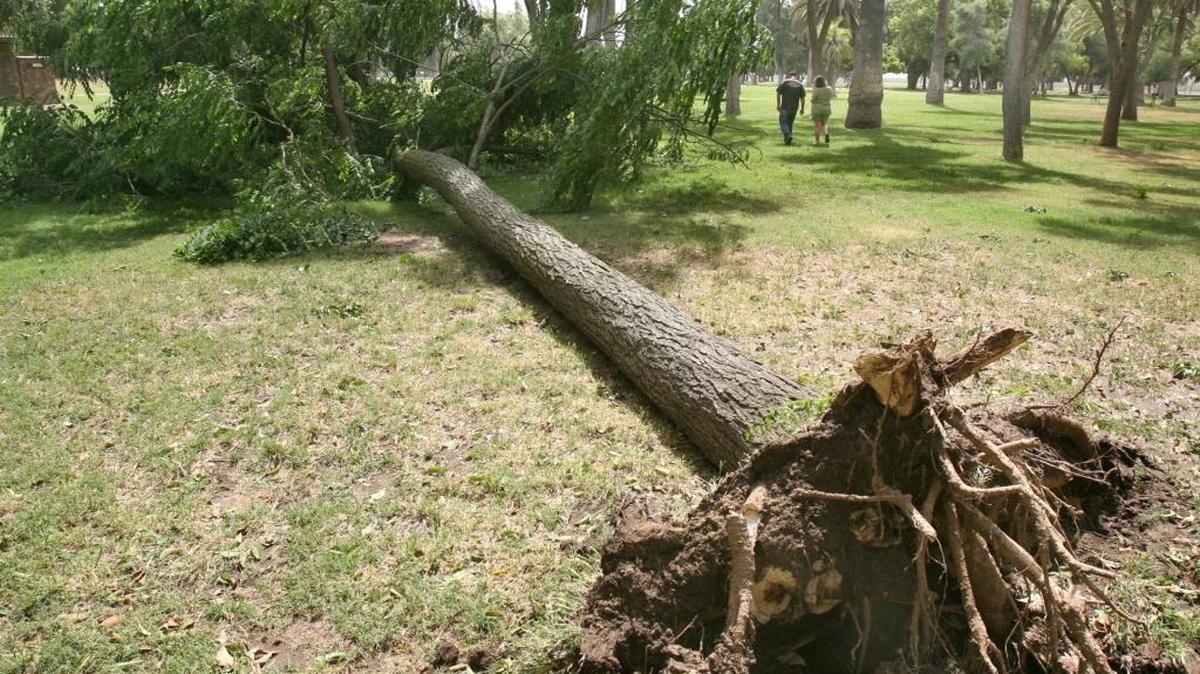 A tree at Fresno’s Kearney Park lies on the ground on June 22, 2008 after being blown over by high winds that the valley has been experiencing and one of several that has toppled in the park the last several days. The park is scheduled to be closed throughout the month of February to remove more than 100 hazardous trees. MARK CROSSE/THE FRESNO BEE