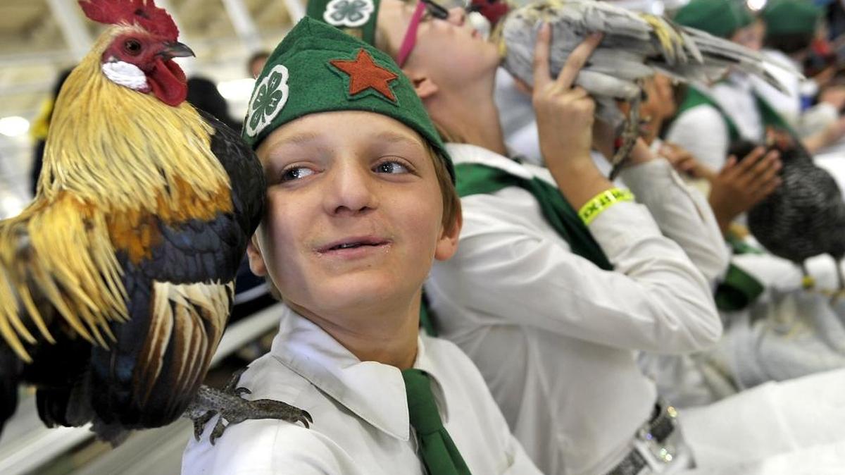 
Vin Diesel, a Dutch Bantam rooster, perches on the shoulder of owner and Kerman 4-H member Andrew Molloy, 12, prior to showmanship judging at The Big Fresno Fair on Tuesday, the eve of the fair’s opening.
