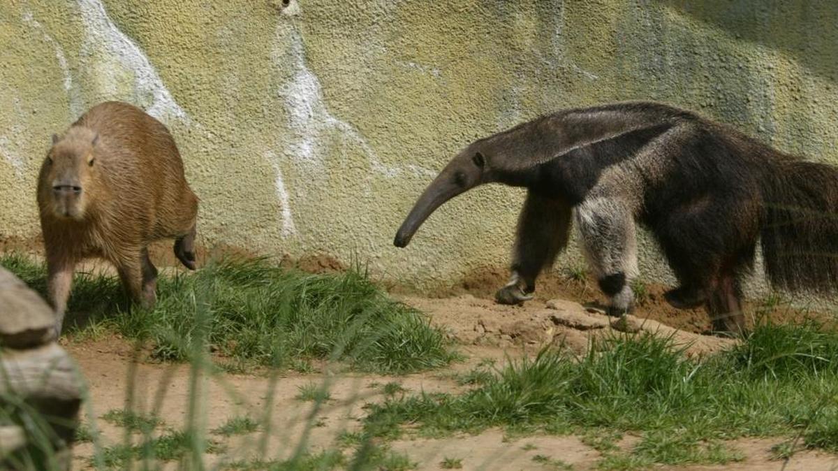 
A capybara and an anteater share an enclosure at Fresno Chaffee Zoo in 2008. Last week, one of the zoo’s capybaras was attacked by an anteater and had to be euthanized by veterinarians.
