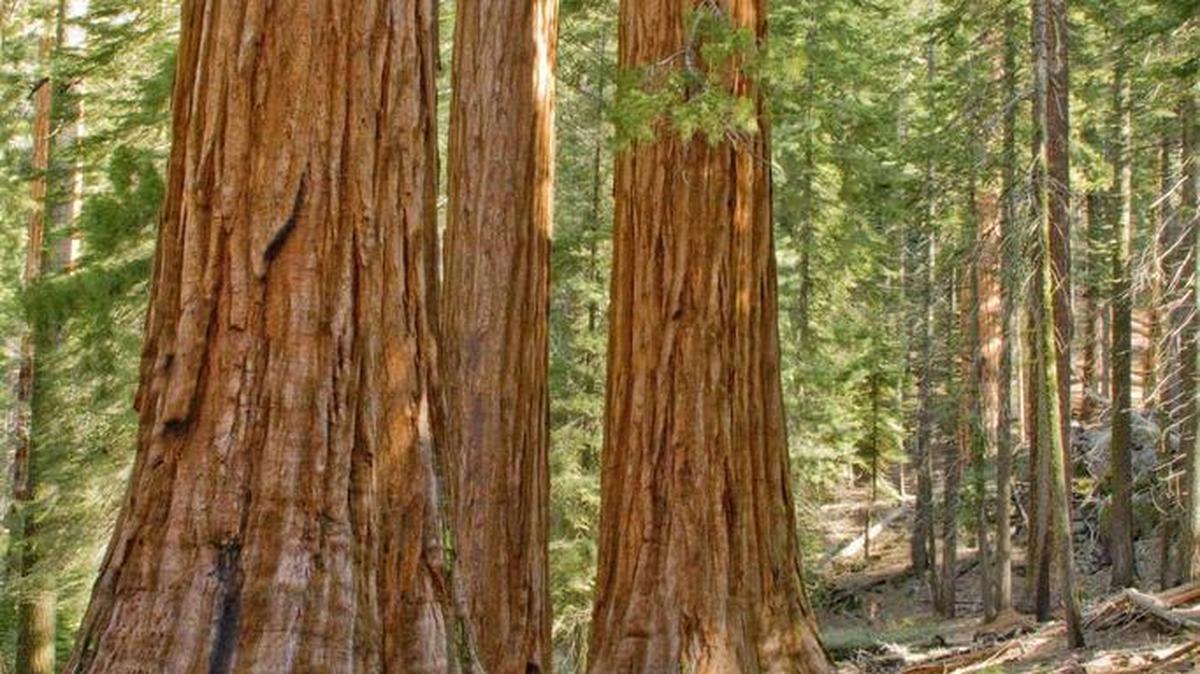 A new trail is being built to the trees at the Mariposa Grove of the Giant Sequoias in Yosemite National Park.