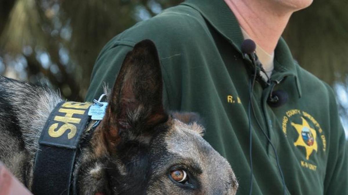 In July 2009 file photo, Reno, a Fresno County sheriff’s canine officer sits on a picnic table next to partner Robert Marean, a sheriff’s deputy, during a visit to the department training facility. A week earlier, Reno was shot and injured, losing an eye, by a suspect in a shootout with deputies.