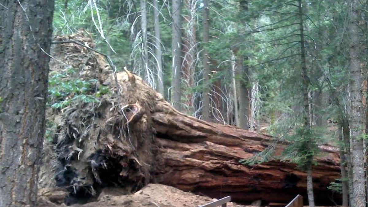 A 240-foot-tall giant sequoia toppled in 2011 across the Trail of 100 Giants in the Giant Sequoia National Monument. New worries about how drought-weakened pine trees could fall on the trail have led officials to close the popular path to visitors. .