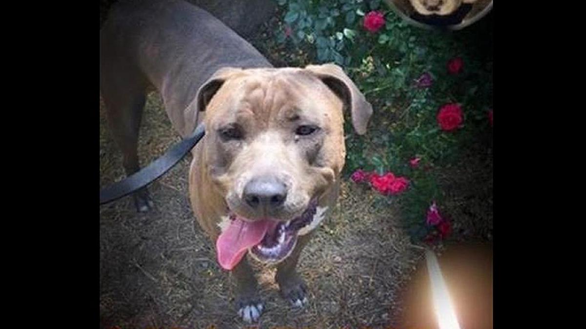 Kimberly Stokes is trying to save her dog, Armani, from being euthanized by the city of Visalia. The photo is from her gofundme.com account.