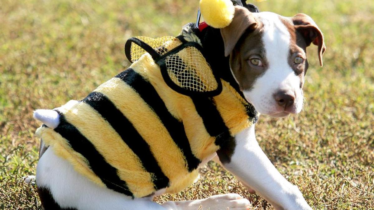 The 2017 edition of the annual “Bully BOO! Walk” will be Oct. 22 at Woodward Park. The event, held by the Fresno Bully Rescue, tries to break the stigma surrounding pit bulls and other bully breed dogs and promote responsible pet ownership.