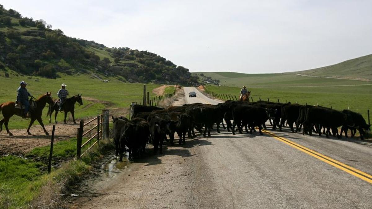 Cowboys move cattle down Rocky Hill Drive in Yokohl Valley just east of Exeter in this Bee file photo. The scenic valley is owned J.G. Boswell Co., which announced it is dropping plans to build homes there.