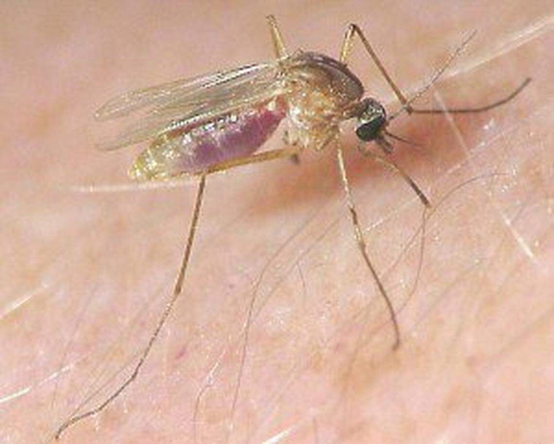 The first case of West Nile virus has been confirmed in Porterville for 2018. The Culex Pipeins or more commonly known as a house mosquito carries the West Nile virus. It also can carry St. Louis Encephalitis virus. i