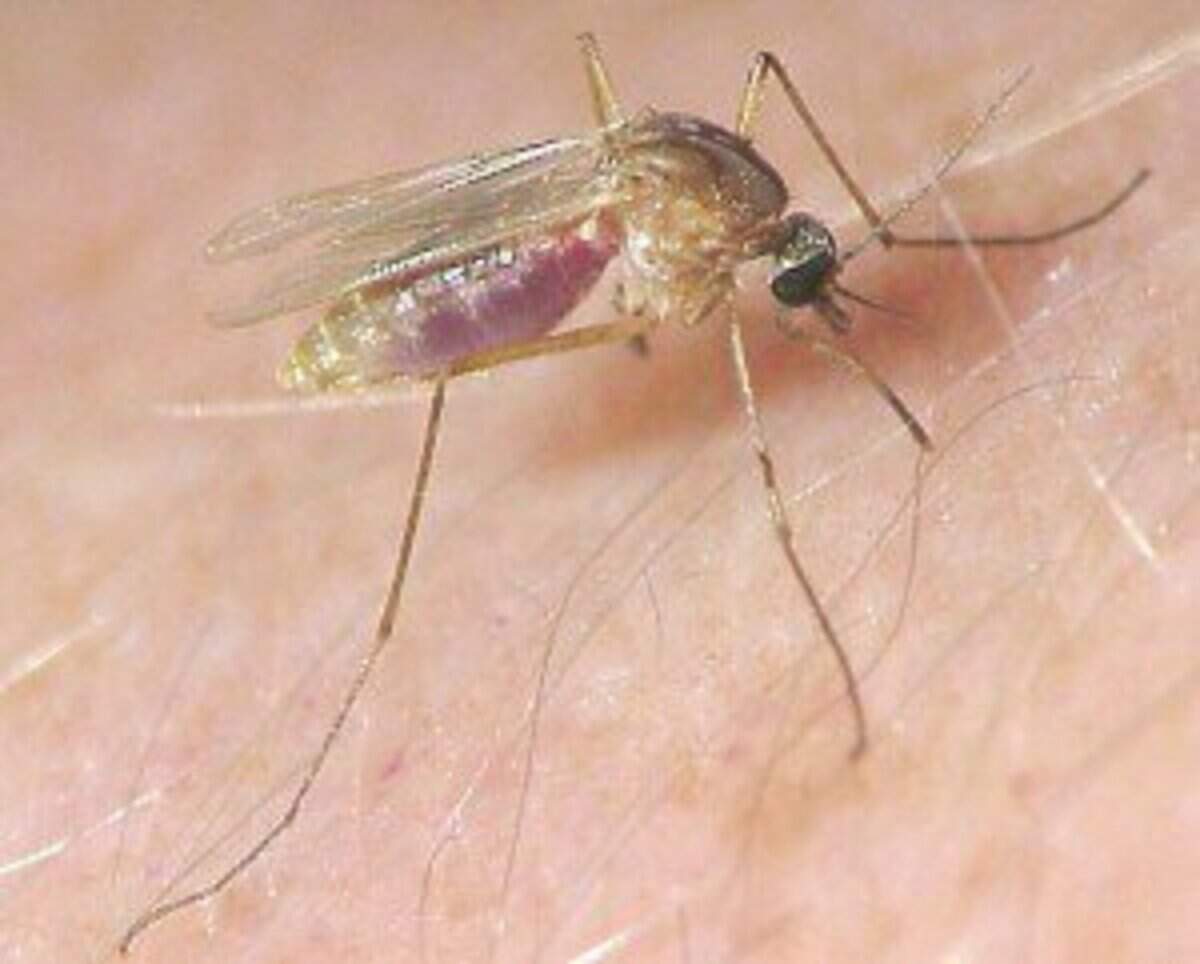 The first case of West Nile virus has been confirmed in Porterville for 2018. The Culex Pipeins or more commonly known as a house mosquito carries the West Nile virus. It also can carry St. Louis Encephalitis virus. i