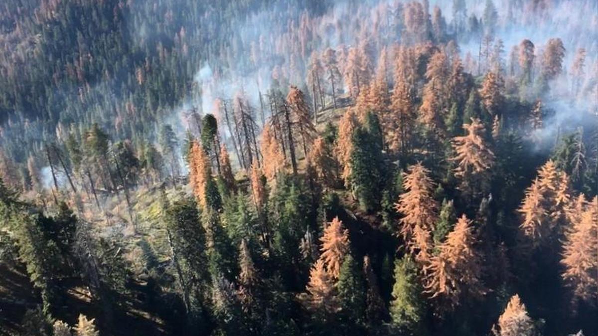This aerial photo of the Yucca Fire in Sequoia National was taken Nov. 17.