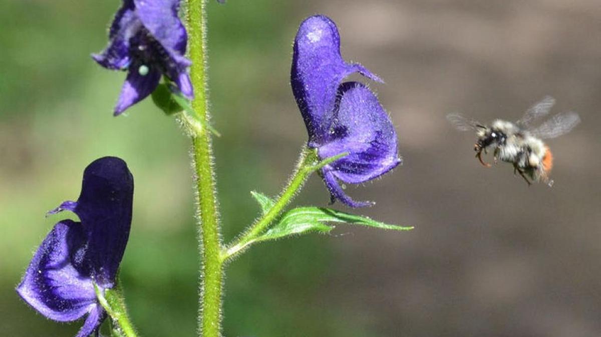 Vibrant colored flowers are in bloom at Yosemite National Park thanks to this rainy year. The Yosemite Wildflower app helps people track where the plants and flowers are located.