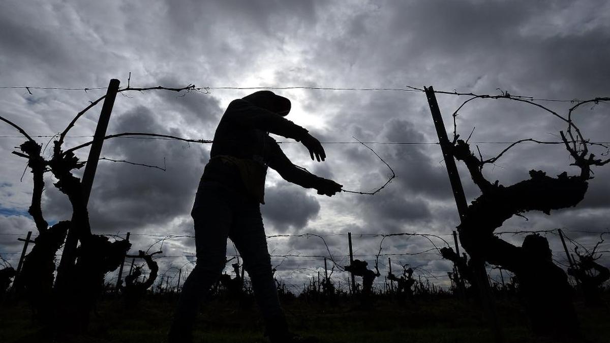 A worker ties vines onto a wire under cloudy skies on Saturday morning, January 30, 2016 along North Bishop Avenue in Biola.
