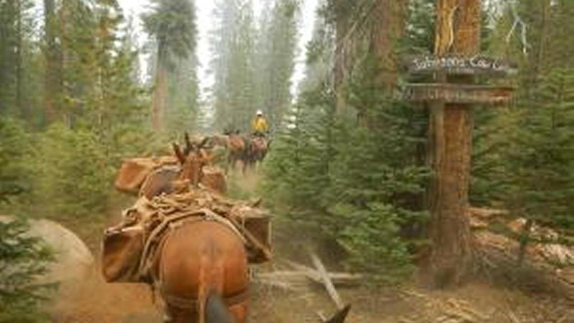 
Packers carry supplies to Rough fire lines.

