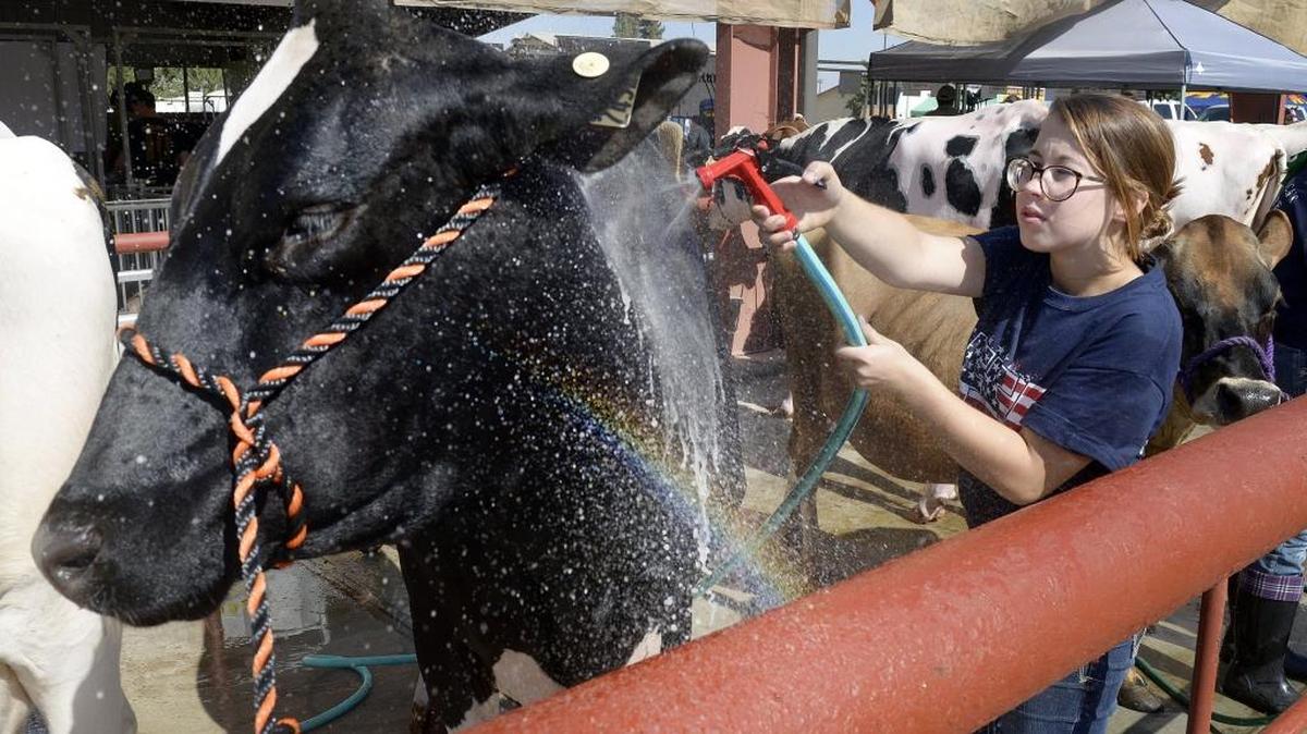 Siena Rollin, 14, of the Riverdale Future Farmers of America chapter washes her cow, Cinder, while getting her ready for the livestock weigh-in during the 2016 Caruthers District Fair. FFA and other high school technical education programs were removed from the chopping block in a Friday email by state Agriculture Secretary Karen Ross.