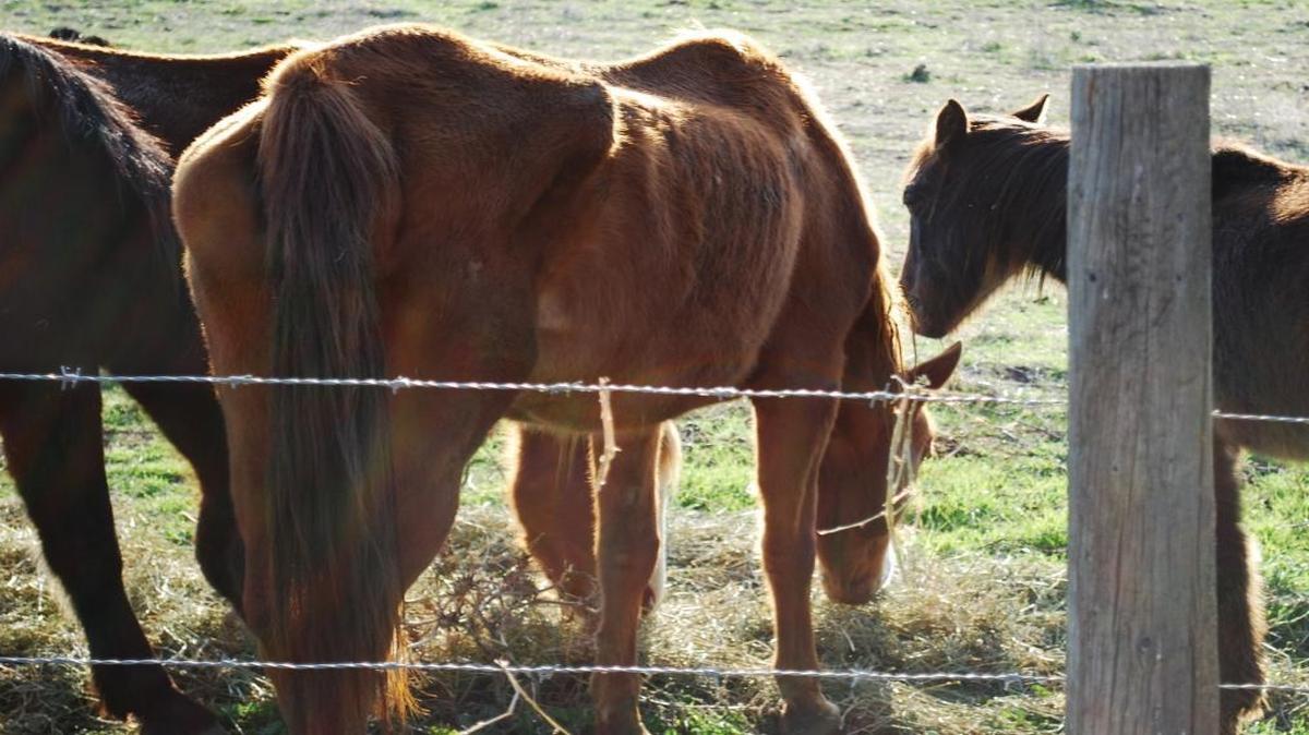 
 Several of the malnourished horses found in 2012 on Jose Francisco Romo’s ranch. 
