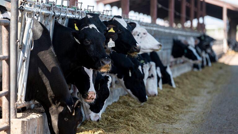 California town downwind of dairy fights proposed expansion. ‘Can’t stand the smell’