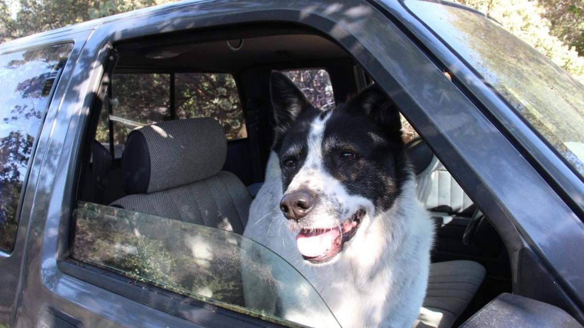 Even when parked in the shade with windows down, temperatures inside a parked vehicle can prove deadly for your pet or child.