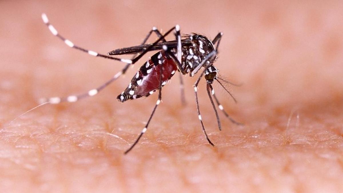 Kings County now joins Fresno and Madera counties in having Aedes aegypti mosquitoes, the species that can spread Zika, dengue fever, yellow fever and chikungunya viruses.