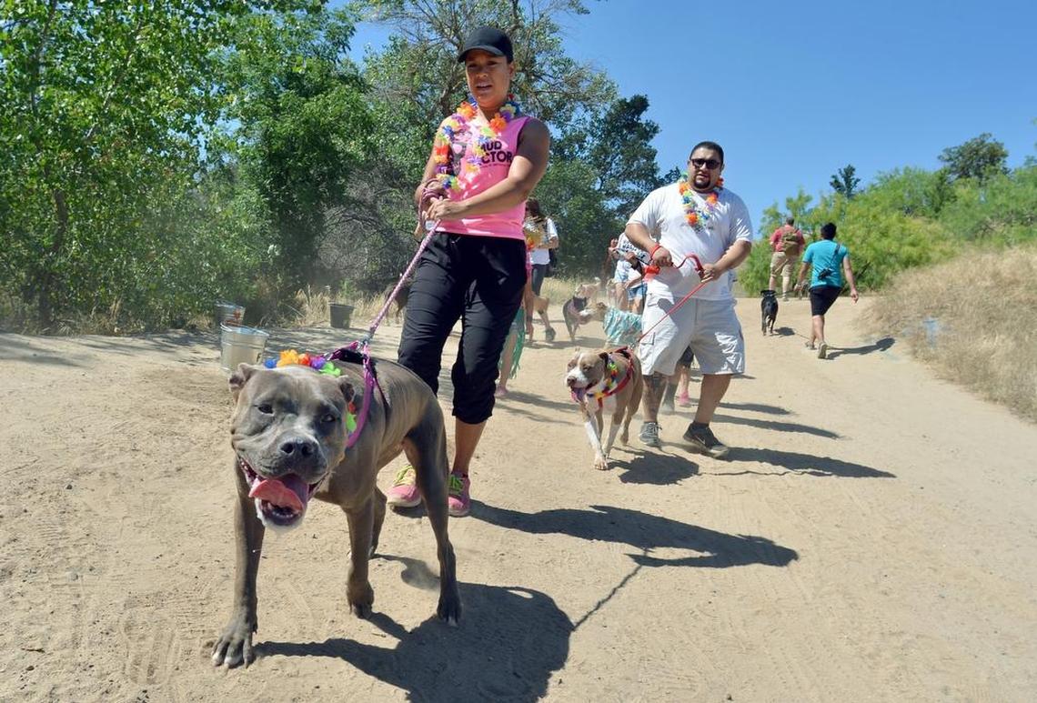 Jennifer Alba, left, walks Blu, a 1-year-old pit bull terrier, while her husband Eric Alba, right, walks Athena, a 2-year-old pit bull terrier, during the Bully Walk 2015 at Woodward Park in Fresno, California on May 31, 2015.